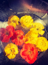 Load image into Gallery viewer, Flower Essence Single 10ml